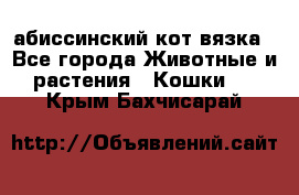 абиссинский кот вязка - Все города Животные и растения » Кошки   . Крым,Бахчисарай